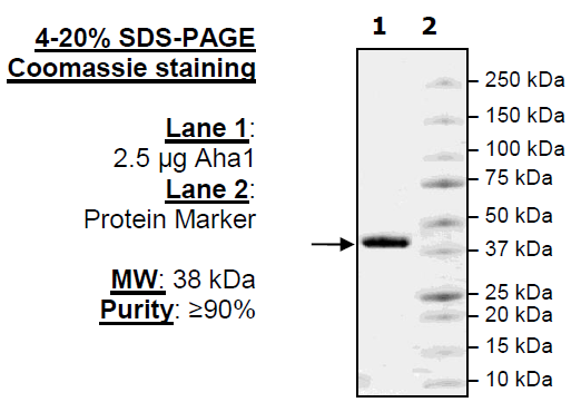 AHA1, His-tag Recombinant – Figure 1 of 2