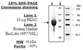 Mouse PKM2, His-Tag Recombinant – Figure 1 of 2