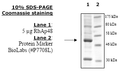 RbAp48, His-tag Recombinant – Figure 1 of 1