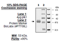 PLK1 Polo Box Domain, GST-Tag Recombinant – Figure 1 of 1