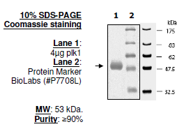 PLK1 Polo Box Domain, GST-Tag Recombinant – Figure 1 of 1