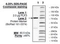 PLK3 Polo Box Domain, MBP-tag, His-tag Recombinant – Figure 1 of 1