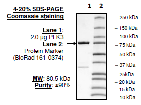 PLK3 Polo Box Domain, MBP-tag, His-tag Recombinant – Figure 1 of 1