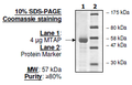 MTAP, GST-tag Recombinant – Figure 1 of 2