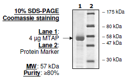 MTAP, GST-tag Recombinant – Figure 1 of 2