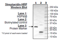 HSP90β (C-terminal), Biotin-Labeled, His-Tag, Avi-Tag Recombinant – Figure 1 of 3