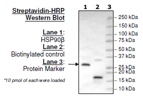 HSP90β (C-terminal), Biotin-Labeled, His-Tag, Avi-Tag Recombinant – Figure 1 of 3