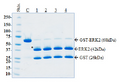 HRV 3C Protease, His-GST-tags Recombinant – Figure 1 of 2