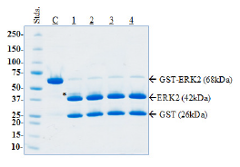 HRV 3C Protease, His-GST-tags Recombinant – Figure 1 of 2