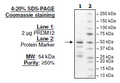 PRDM12, GST-tag Recombinant – Figure 1 of 1