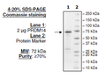 PRDM14, GST-tag Recombinant – Figure 1 of 1