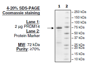 PRDM14, GST-tag Recombinant – Figure 1 of 1