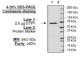 Hop/STIP1, FLAG-tag Recombinant – Figure 1 of 1