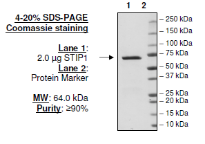 Hop/STIP1, FLAG-tag Recombinant – Figure 1 of 1