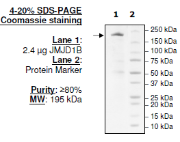 JMJD1B (KDM3B), FLAG-tag Recombinant – Figure 1 of 4