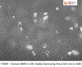 Human ABIN-1 L1R1 Stably Expressing HeLa Cell Line (L-428) | Applied Biological Materials (abm)