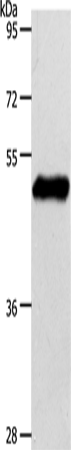 EDG1 Polyclonal Antibody – Figure 1 of 2