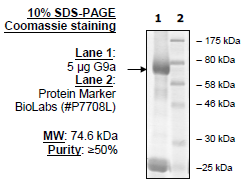 G9a (EHMT2), GST-tag (Sf9-derived) Recombinant – Figure 1 of 2