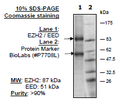 EZH2/EED, His-tag, FLAG-tag Recombinant – Figure 1 of 1
