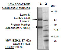 EZH2/EED, His-tag, FLAG-tag Recombinant – Figure 1 of 1