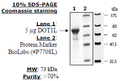 DOT1L (KMT4), GST-tag Recombinant – Figure 1 of 1