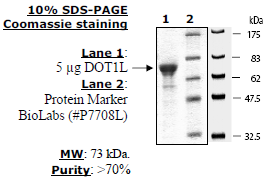 DOT1L (KMT4), GST-tag Recombinant – Figure 1 of 1