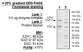 EZH1/EED/SUZ12, His-tag, FLAG-tag Recombinant – Figure 1 of 2