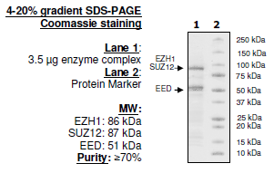 EZH1/EED/SUZ12, His-tag, FLAG-tag Recombinant – Figure 1 of 2