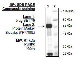 Set7/Set9, GST-tag (E. coli-derived) Recombinant – Figure 1 of 2