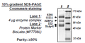 EZH2 (Y641H) /EED/SUZ12/RbAp48/AEBP2, His-tag, FLAG-tag Recombinant – Figure 1 of 1