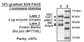 EZH2 (Y641H) /EED/SUZ12/RbAp48/AEBP2, His-tag, FLAG-tag Recombinant – Figure 1 of 1