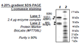 EZH2 (Y641S) /EED/SUZ12/RbAp48/AEBP2, His-tag, FLAG-tag Recombinant – Figure 1 of 1