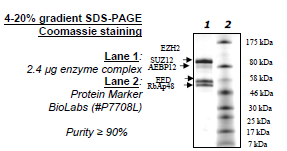 EZH2 (Y641S) /EED/SUZ12/RbAp48/AEBP2, His-tag, FLAG-tag Recombinant – Figure 1 of 1