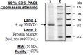 SMYD3 (full length), FLAG-tag Recombinant – Figure 1 of 1