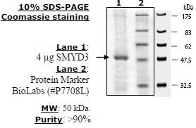 SMYD3 (full length), FLAG-tag Recombinant – Figure 1 of 1