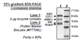 EZH2 (Y641F) /EED/SUZ12/RbAp48/AEBP2, His-tag, FLAG-tag Recombinant – Figure 1 of 1