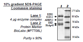 EZH2 (Y641F) /EED/SUZ12/RbAp48/AEBP2, His-tag, FLAG-tag Recombinant – Figure 1 of 1