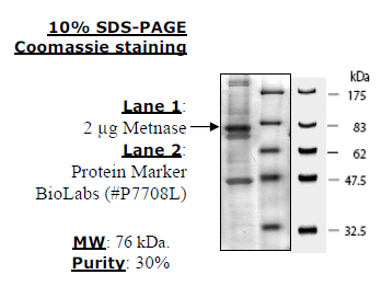 Metnase (SETMAR), FLAG-tag Recombinant – Figure 1 of 1