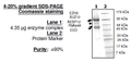 EZH2 (P132S)/EED/SUZ12/RbAp48/AEBP2, FLAG-tag, His-tag Recombinant – Figure 1 of 2