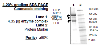 EZH2 (P132S)/EED/SUZ12/RbAp48/AEBP2, FLAG-tag, His-tag Recombinant – Figure 1 of 2