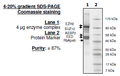 EZH2 (H689Y)/EED/SUZ12/RbAp48/AEBP2, FLAG-tag, His-tag Recombinant – Figure 1 of 1