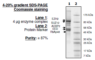 EZH2 (H689Y)/EED/SUZ12/RbAp48/AEBP2, FLAG-tag, His-tag Recombinant – Figure 1 of 1