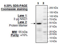NSD1, GST-tag Recombinant – Figure 1 of 2
