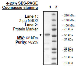 NSD2 (catalytic domain), GST-tag Recombinant – Figure 1 of 2
