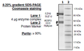 EZH2 (del153Y)/EED/SUZ12/RbAp48/AEBP2, FLAG, His-tag Recombinant – Figure 1 of 1