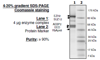 EZH2 (del153Y)/EED/SUZ12/RbAp48/AEBP2, FLAG, His-tag Recombinant – Figure 1 of 1
