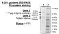 EZH2 (Y641N) /EED/SUZ12/RbAp48/AEBP2, His-tag, FLAG-tag Recombinant – Figure 1 of 1