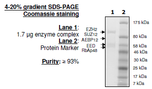 EZH2 (Y641N) /EED/SUZ12/RbAp48/AEBP2, His-tag, FLAG-tag Recombinant – Figure 1 of 1