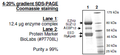 EZH2 (Y641C) /EED/SUZ12/RbAp48/AEBP2, His-tag, FLAG-tag Recombinant – Figure 1 of 1