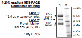 EZH2 (Y641C) /EED/SUZ12/RbAp48/AEBP2, His-tag, FLAG-tag Recombinant – Figure 1 of 1